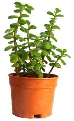 EdensField Crassula Plant