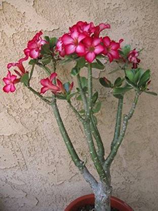 EdensFild Adenium Plant