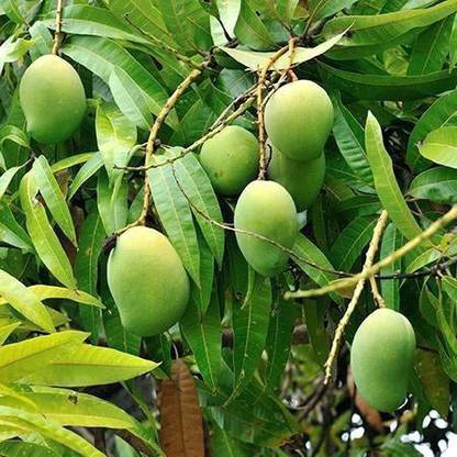 Plants Point Mango Plant
