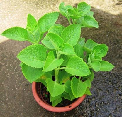 Baishnab Ajwain Plant