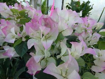 Heaven Of Saplings Bougainvillea Plant