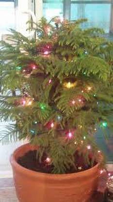 JR GLOBLE Christmas Tree Plant