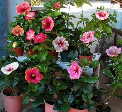 Bee Green Hibiscus Plant