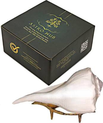 ASTRO HUB Original Dakshinavarti Shankh for Pooja, Original Dakshinavarti Shank Sacred Shankh