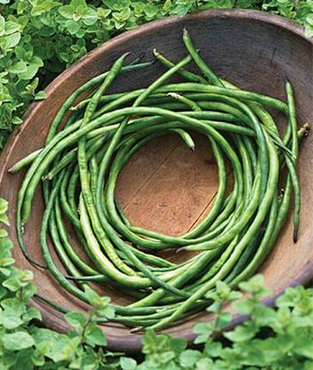 VibeX Yardlong Asparagus Bean Seed