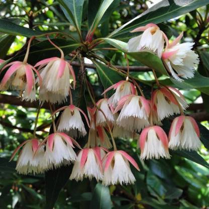 Greenwill Elaeocarpus Ganitrus Roxb Seeds, Rudraksha Seeds Seed