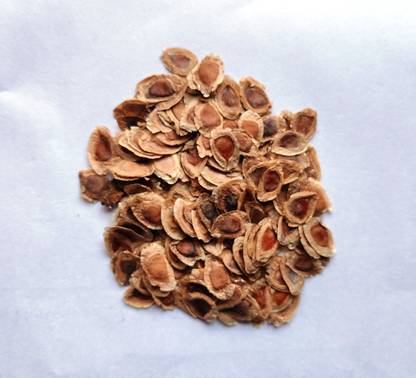 Jungle Seeds Silver Oak Seeds Seed