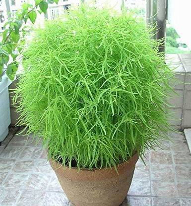 Paudha Kochia Flower Seed