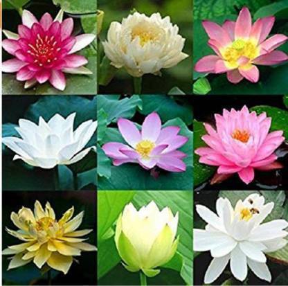 VS GLOBAL Lotus Seed