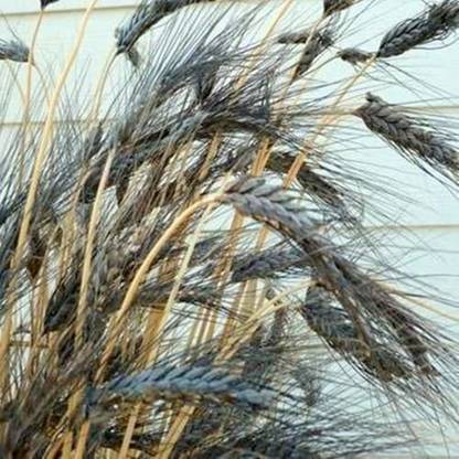 Green World BLACK WHEAT SEEDS 50 GMS Seed