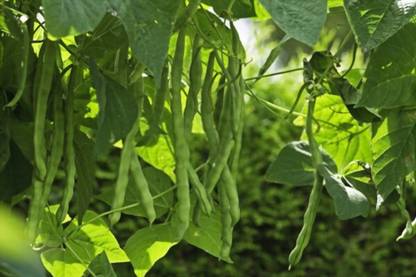 The Entacloo Cluster Beans (Gwarphali) Seed