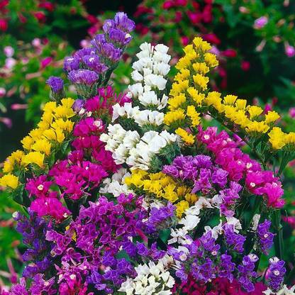 LIVOX STATICE PACIFIC MIXED FLOWER Seed