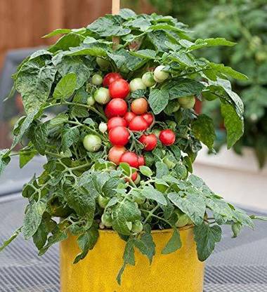 MKR Enterprises Tomato Seed