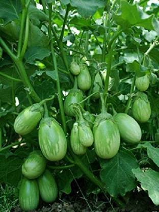 CYBEXIS HUA-48 - Brinjal Green Round vegetable - (150 Seeds) Seed