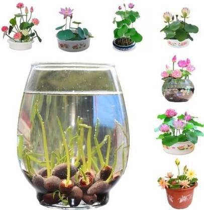 Priyathams FOUR TYPES LOTUS PLANT (KAMAL GATTA) Seed