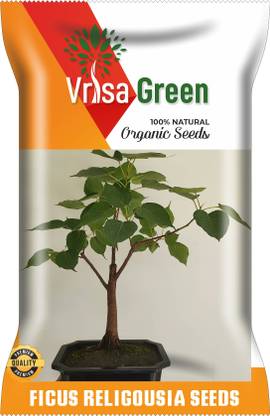 Vrisa Green FICUS RELIGIOUSIA Seed