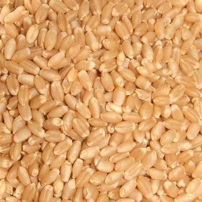 VISION CRAFTED Wheat Seed