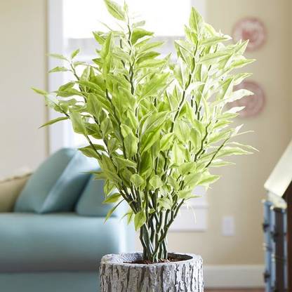 AloGardening Devils Backbone Succulent Plant