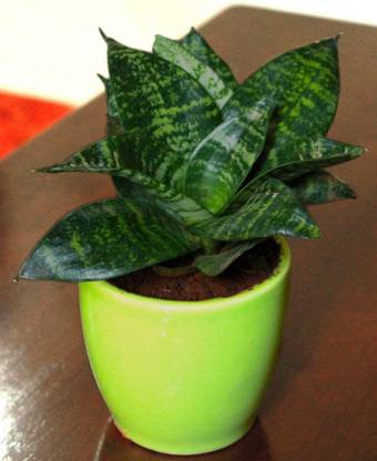 Vijay Sales Snake Plant
