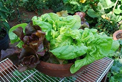 CYBEXIS Lettuce 3 Types and Spinach Seed