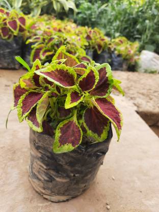 poliashh Coleus Plant