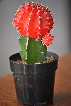 Natural Nursery Moon Cactus Plant