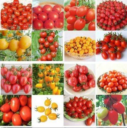 साइबेक्सिस 16 टोमेटो वैरायटीज़ कॉम्बो बीज