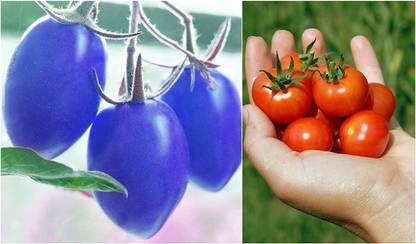 VibeX Cherry Tomato Seeds Combo Pack: Blue Cherry Red Cherry Tomato Seed