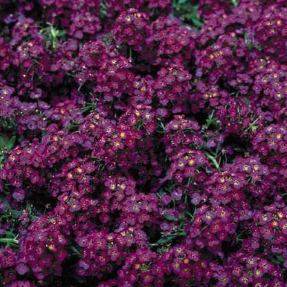 Quentova Wonder­land Deep Purple Alyssum Seed