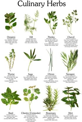 ActrovaX Culinary herb kit-oregano, dill, parsley, chervil or lovage,Mint,etc Seed