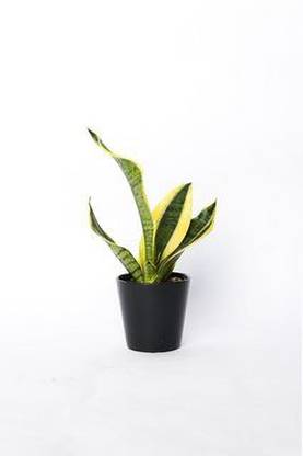 Plants Point Snake Plant