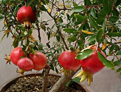 VibeX KGF -37 - Pomegranate Bhagwa Anaar Sindoori - (30 Seeds) Seed