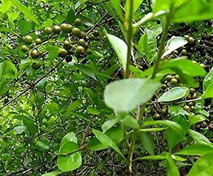 GreenBourne Inermi Plant