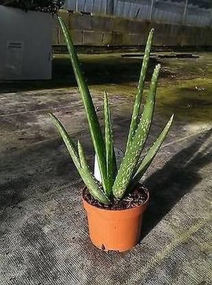 Plants Point Aloe Vera Plant