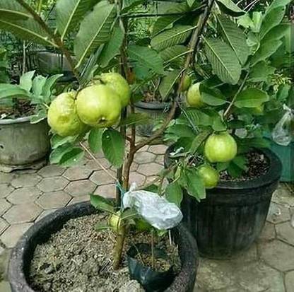 OJOREY Guava Plant