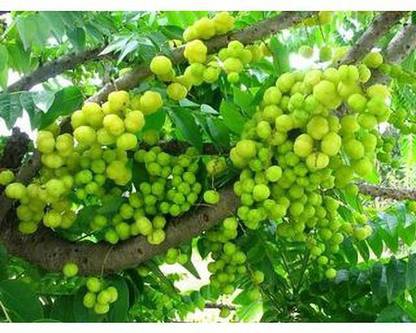 Cloud Farm Amla Plant