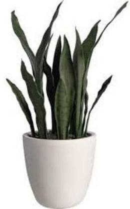 Plants Point Snake Plant
