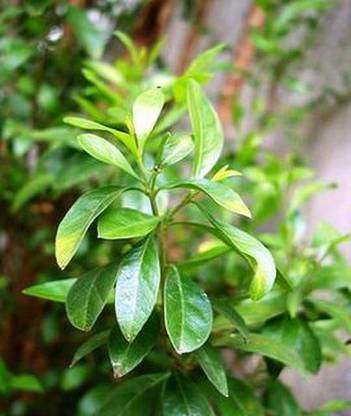 Plants Point Inermi Plant