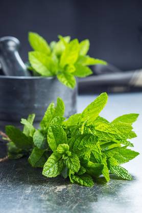 Paudha Mint Seed