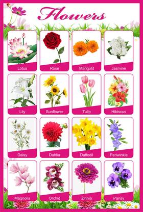 Flowers Educational Charts for Kids Home and School | Flower name Chart with quality images Paper Print