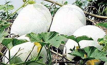 ujjaiseeds ASHGOURD KUMBALAM Seed