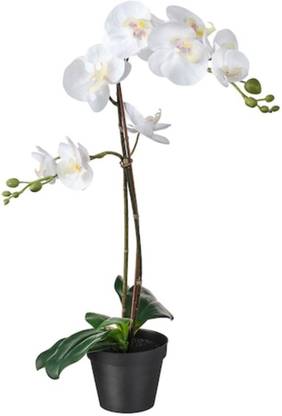 IKEA Item part number : 202.949.40 Artificial Potted Plant, Orchid white, 12 cm (4 ¾ ") Wild Artificial Plant  with Pot