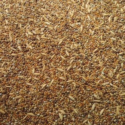 Pets Wizard Premium Bird Food for All Types Finches - 10 Mix Seeds 900 Grams 0.9 kg Dry Adult, Young Bird Food