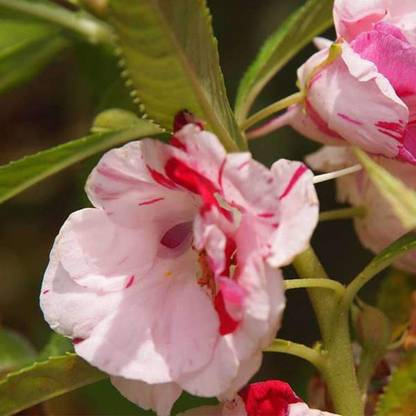 modernseed Balsam rose Seed