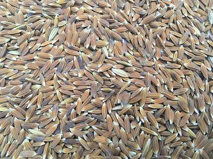Green World RED RICE RAREST RED SALI / RAKTH SHALI PADDY SEEDS - 100 GMS FOR FARMING Seed
