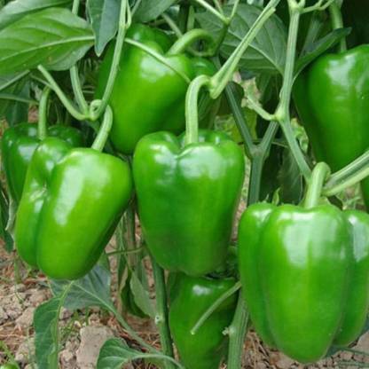 Seedshub Shimla Mirch Seeds Seed Price In India Buy Seedshub Shimla Mirch Seeds Seed Online At Flipkart Com
