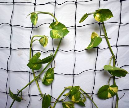 WNE Jaliwale Plant Climbing net & Plant Trellis Netting Creeper Net - 6feet x 6feet Hiking Net