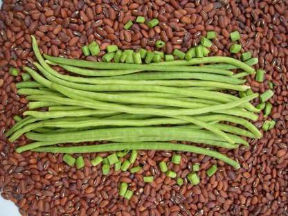 Paudha Lobiya Seed