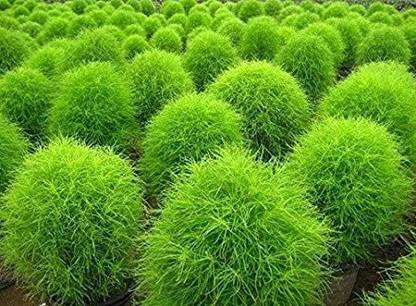 XOLDA Exotic Kochia Plant Seed