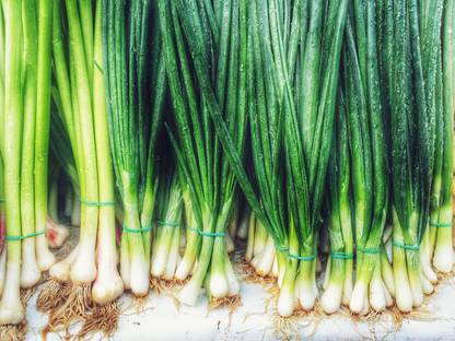 sporas Bunching Onion Seed